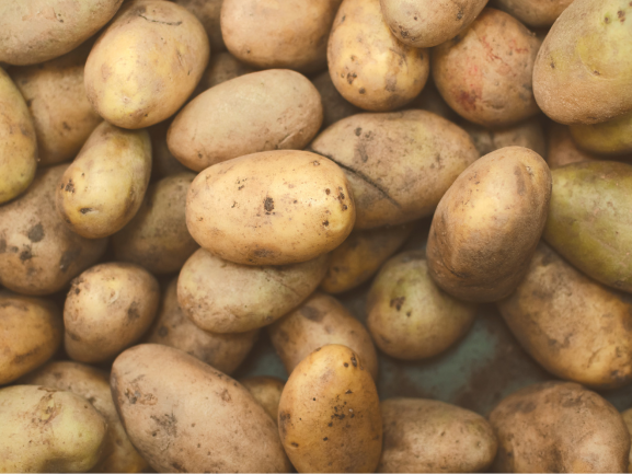 Fresh Potatoes – Export Quality