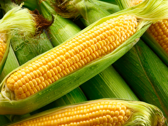 Corn
