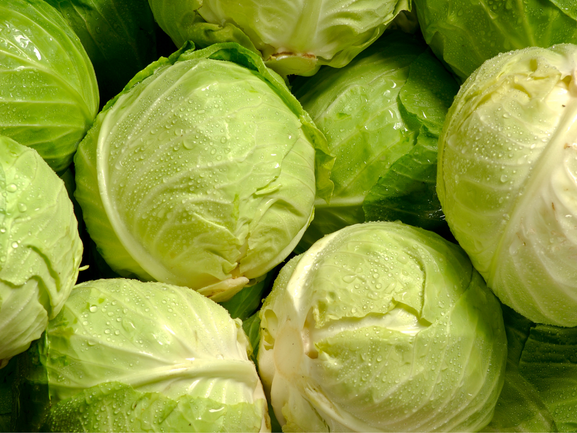 Fresh Cabbage – Export Quality
