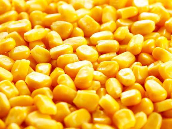 Sweet Corn – Vacuum Packed / Fresh