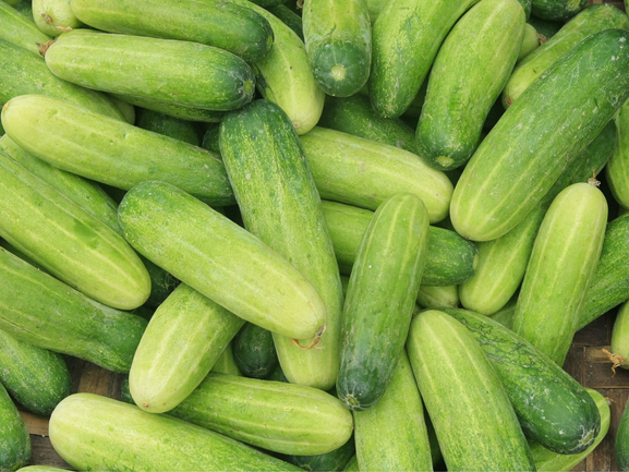 Cucumber – Fresh Export Quality