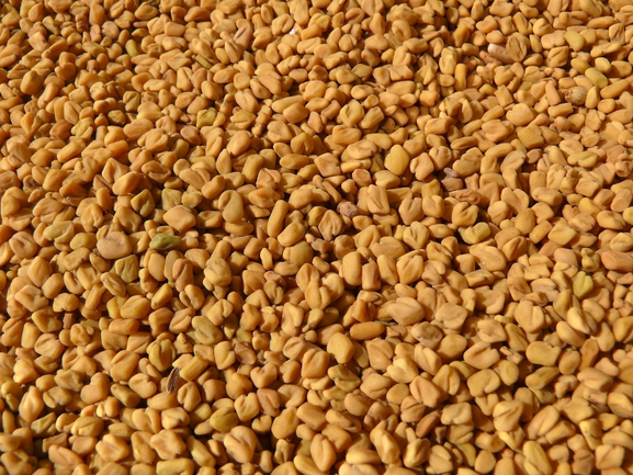 Fenugreek Seeds – Methi