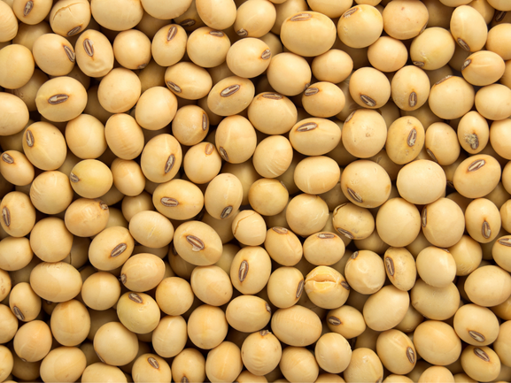 Soya Bean – High Protein Export Grade