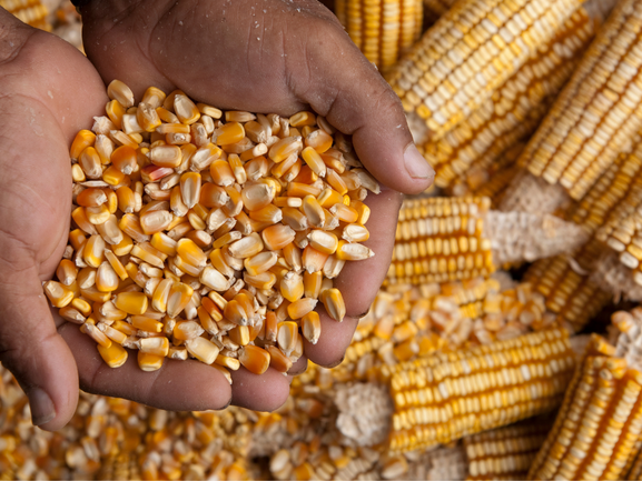 Maize – Export Quality