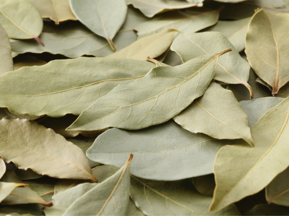 Fresh Grapes – Export Quality